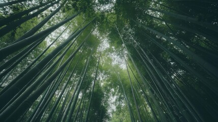 Poster - Tall bamboo trees reach skyward, forming a dense canopy that filters the sunlight to a gentle green glow.