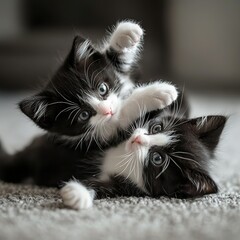 Poster -  Two black-and-white kittens play on the living room's carpet, with a sofa in the background