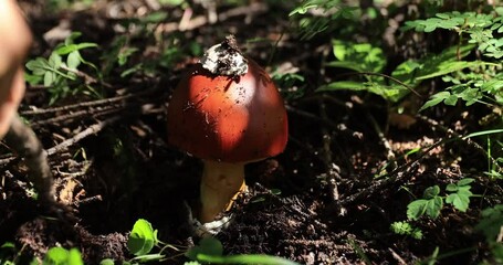 Sticker - Pick mushrooms Amanita caesarea, orange mushroom edible in forest of China, slow motion