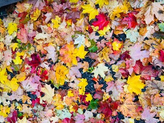 autumn leaves background