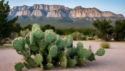 Wall Mural - Prickly Pear Cacti Against the Backdrop of Sandia Mountains in New Mexico