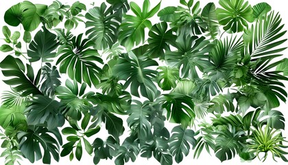 Wall Mural - Vibrant tropical foliage and colorful flowers creating a lush nature frame on a clean white background