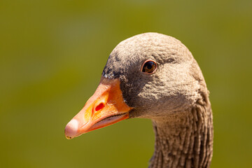 A duck with a brown beak and orange eyes