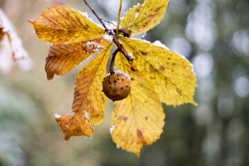 Yellow chestnut leaves and fruit with snowflakes, close-up. The state of nature in late autumn or early winter.