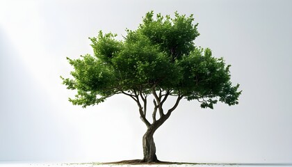 Canvas Print - isolated tree on a white background