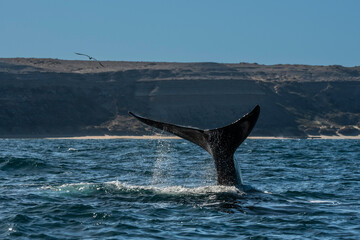 Sohutern right whale tail lobtailing, endangered species, Patagonia,Argentina