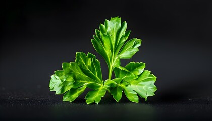 Wall Mural - Vibrant green parsley leaf elegantly showcased against a striking black background