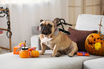 Wall Mural - Cute French bulldog with axe, Halloween gift boxes and glass of pumpkin juice sitting on sofa at home