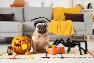 Wall Mural - Cute French bulldog in headband with gift box, pumpkins and Halloween decorations sitting on floor at home