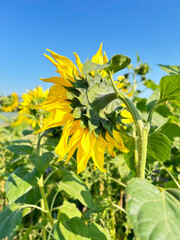 The back of a fully bloomed sunflower in the countryside against a bright blue sky.