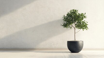 Canvas Print - Small potted tree in a room with white walls and wood floor.