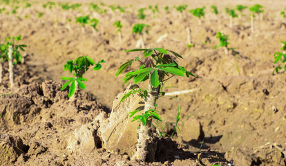 Small cassava plant are growing on a famer's farm in countryside of Thailand