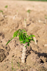 Close up the little cassava plant are growing on a famer's farm in countryside of Thailand