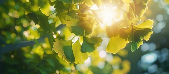 Wall Mural - Ginkgo Biloba Tree Leaves In Sunlight