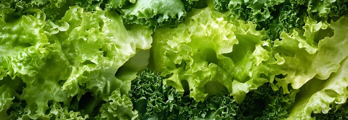 Fresh, green lettuce leaves close-up.