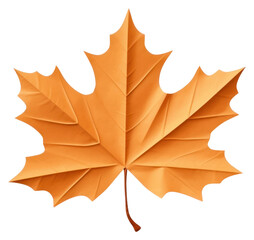 Wall Mural - png leaf maple plant tree.