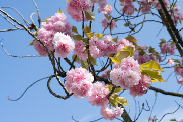 pink cherry blossom in Japan