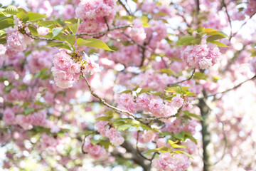 pink cherry blossom in Japan