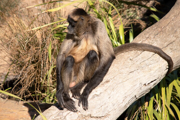 Wall Mural - The black-handed spider monkey has lack or brown fur with hook-like hands and a prehensile tail.