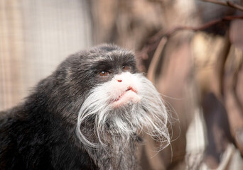 Wall Mural - Emperor tamarins are small monkeys with long, white whiskers that sweep back from the muzzle on both sides and look like moustaches