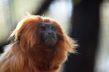 Wall Mural - The golden lion tamarin, also known as the golden marmoset, is a small New World monkey