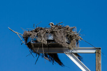 Osprey sitting in nest on top of a pole on a sunny day