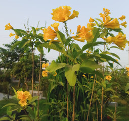 Wall Mural - Yellow flower, Cyananthus flavus flower at natural background.