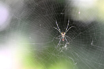 the spider