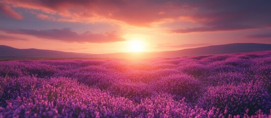 Poster - A field of purple lavender flowers at sunset with the sun shining through the clouds.