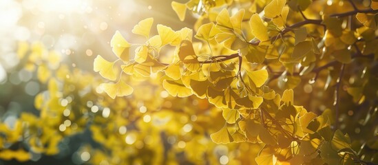 Wall Mural - Ginkgo Biloba Tree Leaves In Sunlight