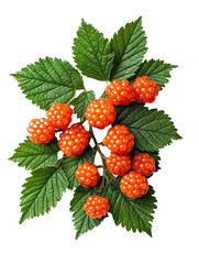 Wall Mural - Sweet orange cloudberries with vibrant green leaves create stunning visual. These berries are perfect for culinary uses or as decorative element in various designs