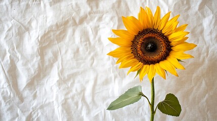 A single vibrant yellow sunflower its petals fully bloomed standing tall on a white background.  