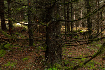 tree in the forest