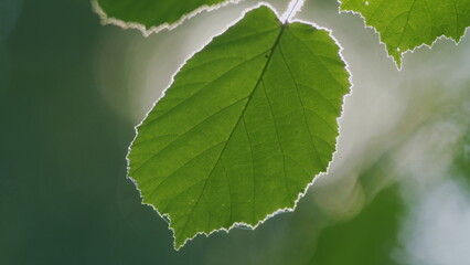 Nature Background. Natural Lush Green Oak Leaves On Branches. Green Tree With Lens Flares From Sun Rays. Climate Change. Environment Backdrop. Close Up.