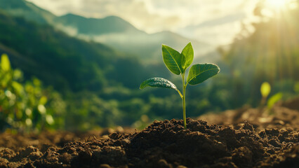 Young plant seedling emerging from soil with sunlight in the background.