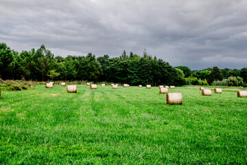 Haystacks in a tree-lined meadow