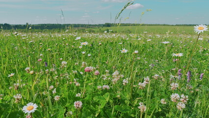 Daisies And Clover Growing In A Field. Summer Meadow With Colorful Wild Flowers. Blooming Daisy And Pink Clover Wild Flowers. Chamomile And Wild Clover Flowers.