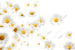 © AuroraCrafts - White daisy flowers scattered on transparent background