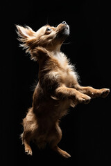 Poster - A small dog standing on its hind legs in the air