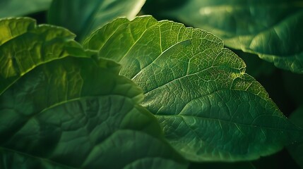 Wall Mural - close-up shot of green leaves showcasing intricate details and textures, creating a natural and calm