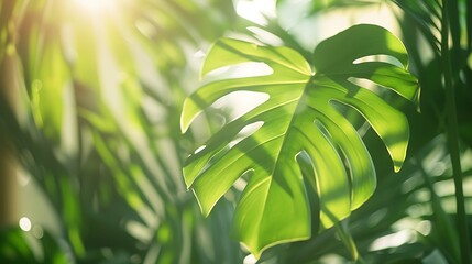 Wall Mural - close-up shot of a large tropical leaf bathed in the golden light of the sun, showcasing the vibrant