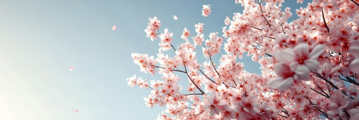 Wall Mural - Beautiful cherry blossom tree with delicate pink flowers against a clear blue sky. This serene image captures the essence of spring in a peaceful style. Perfect for nature lovers. AI