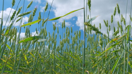 Low anlgle view. Ripe grains crop during warm summer day. Beautiful blue sky. Picturesque view of green wheat swaying in winds blowing. Slow motion.