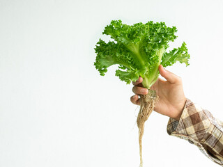 Farmer holding green romaine lettuce leaves,  background farm plant growth garden vegetale salad, raw food fresh for diet good haelth, organic begetatial natural summer nature leaf farming market.