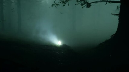 Wall Mural - Dark and mysterious forest scene with tall trees and fog, creating an eerie atmosphere.