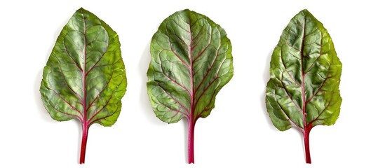 Wall Mural - Few Fresh Leaves Of Red Chard Leafy Vegetable Cut Out On White Background