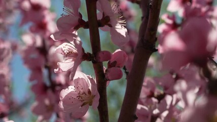 Peach Tree Blossoms in Springtime