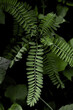 © ADDICTIVE STOCK - Close-Up of Green Fern Leaves in a Lush Forest Setting