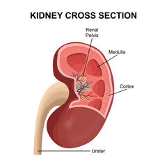 Human Kidney - Cross section Illustration