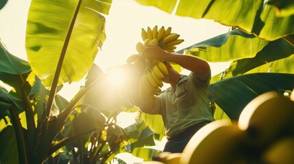 Wall Mural - A person harvesting bananas in a lush plantation under sunlight.